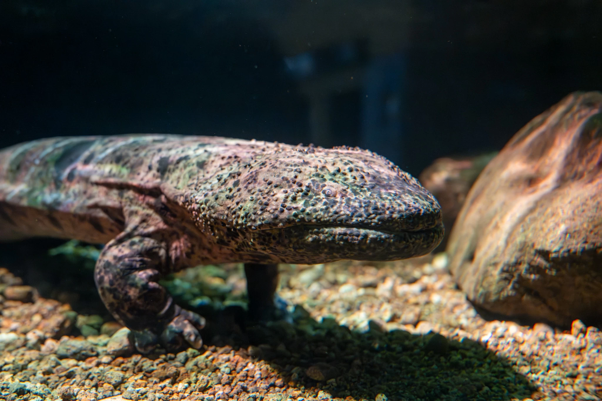 オオサンショウウオだぁ