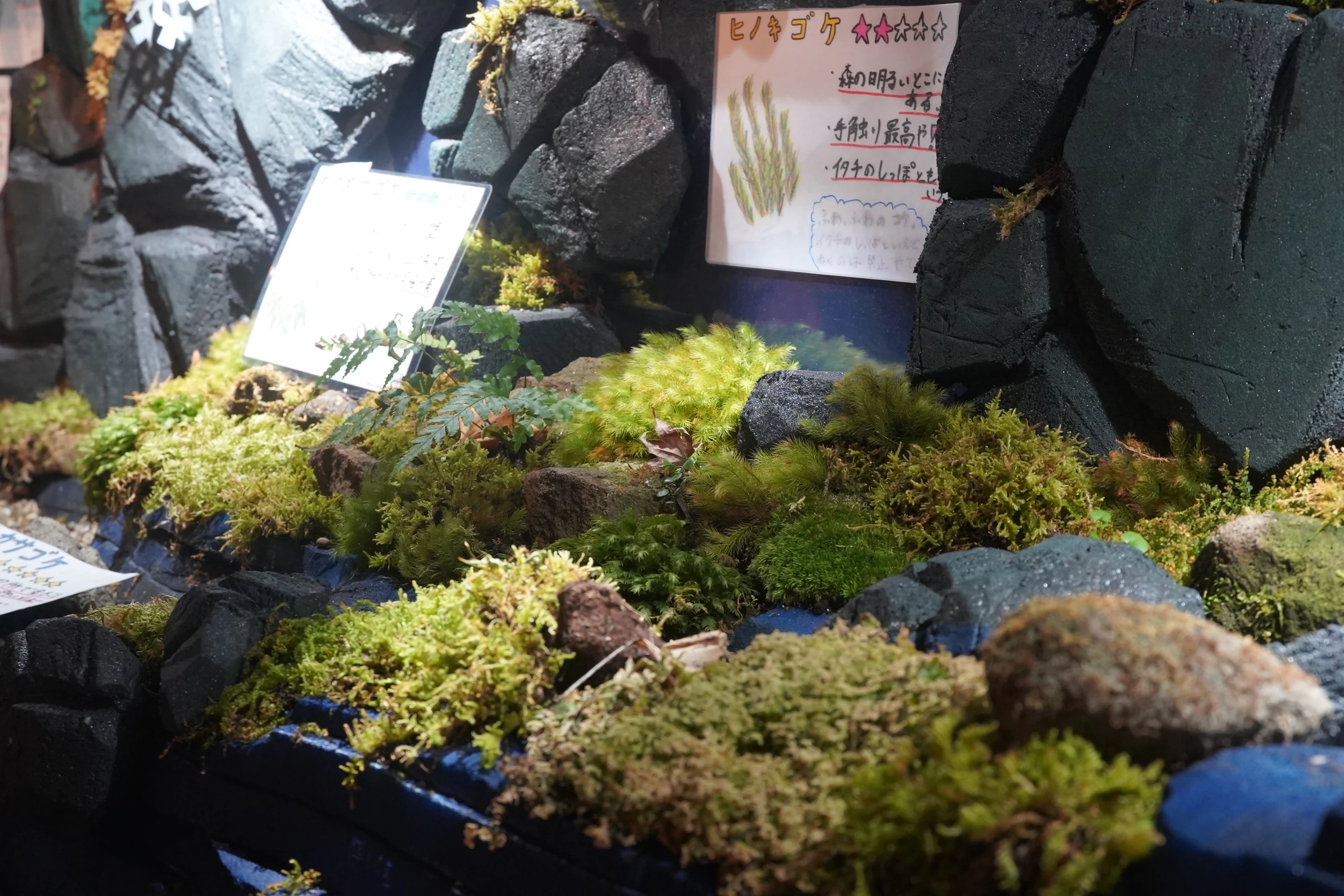 コケ愛好家は垂涎