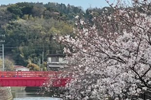 田越川仲町橋付近の桜①