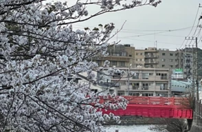 田越川仲町橋付近の桜②