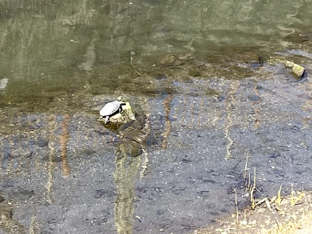 田越川で見かけた亀（現地にて撮影）