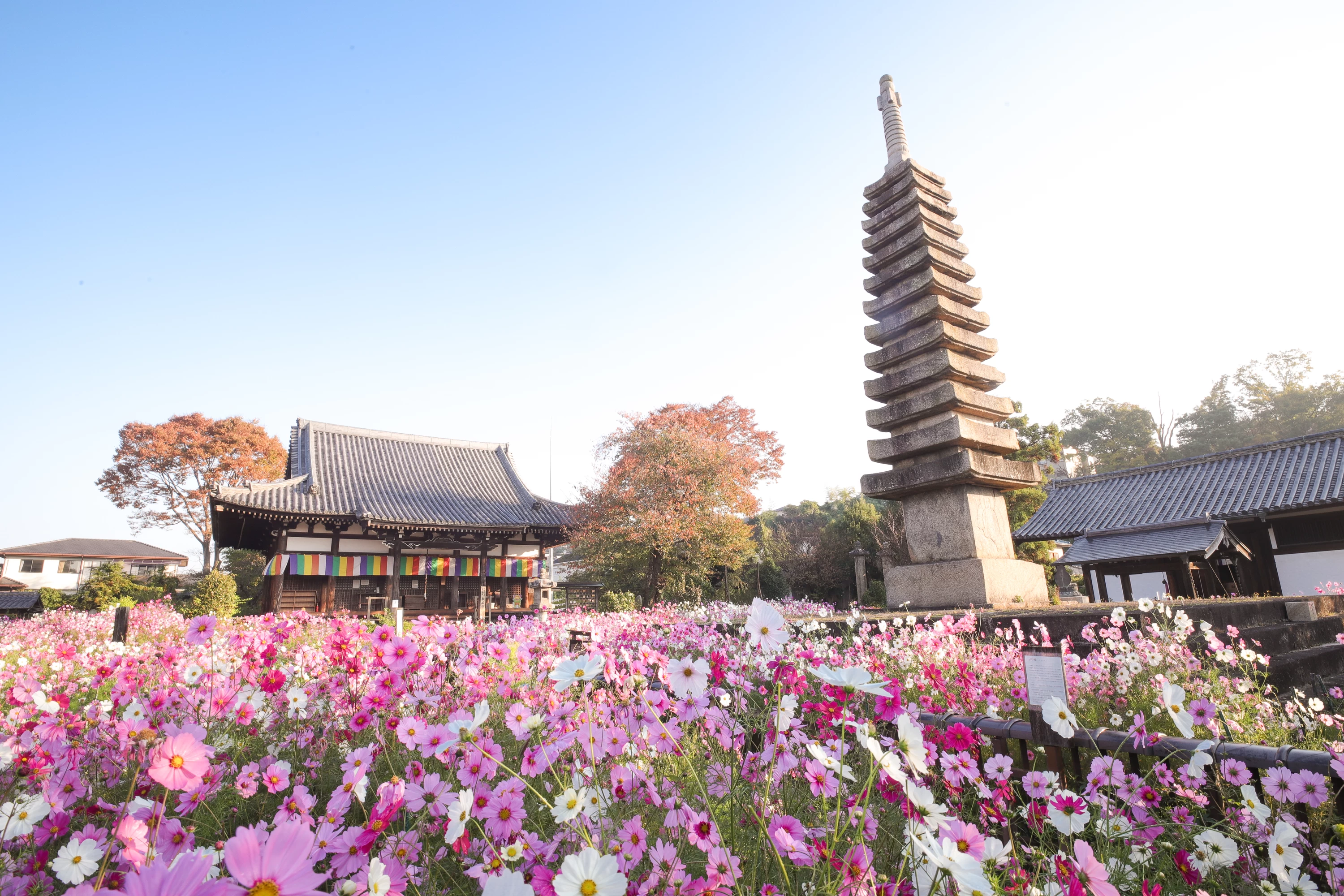 コスモスが咲く様子