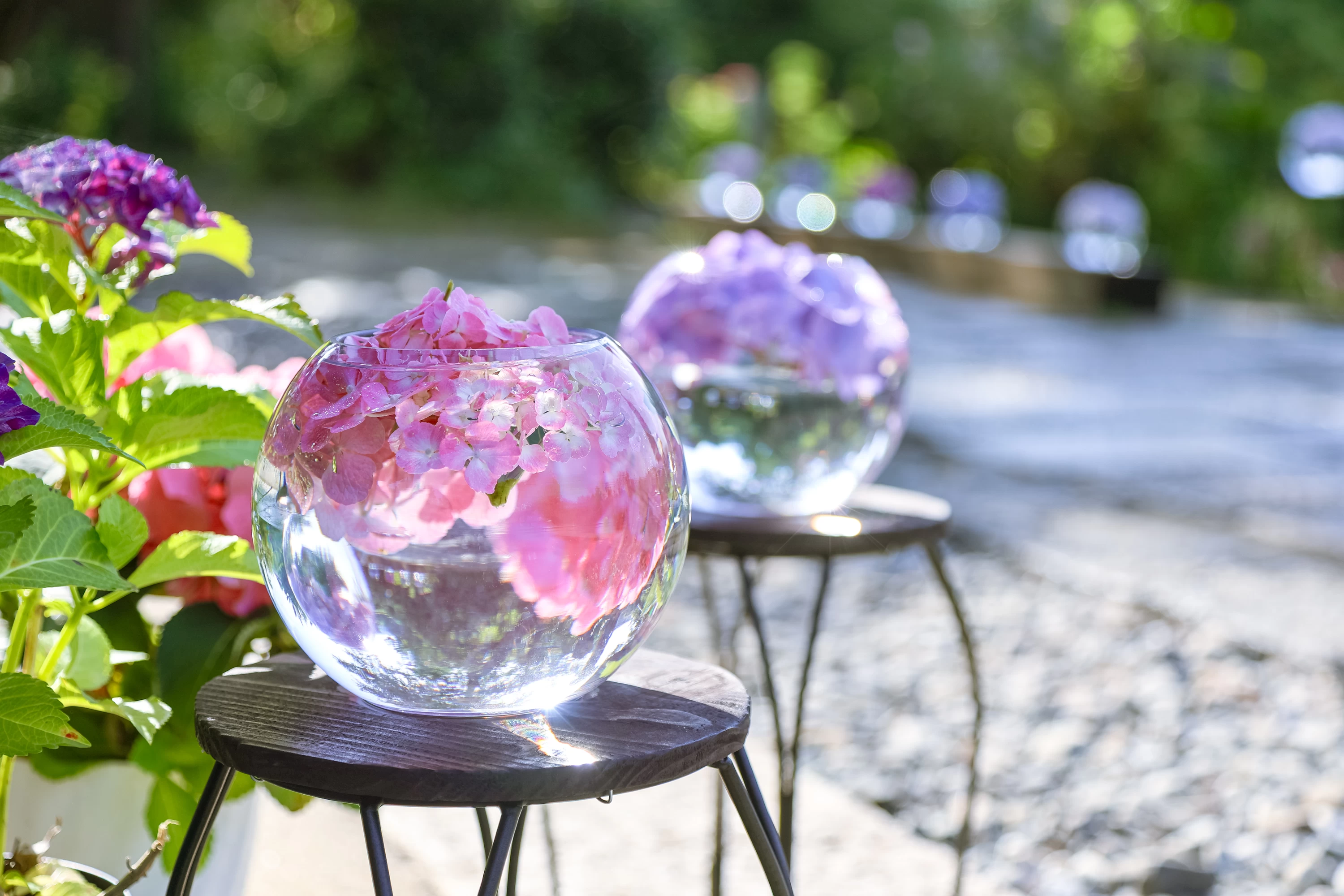 アジサイガラスボール