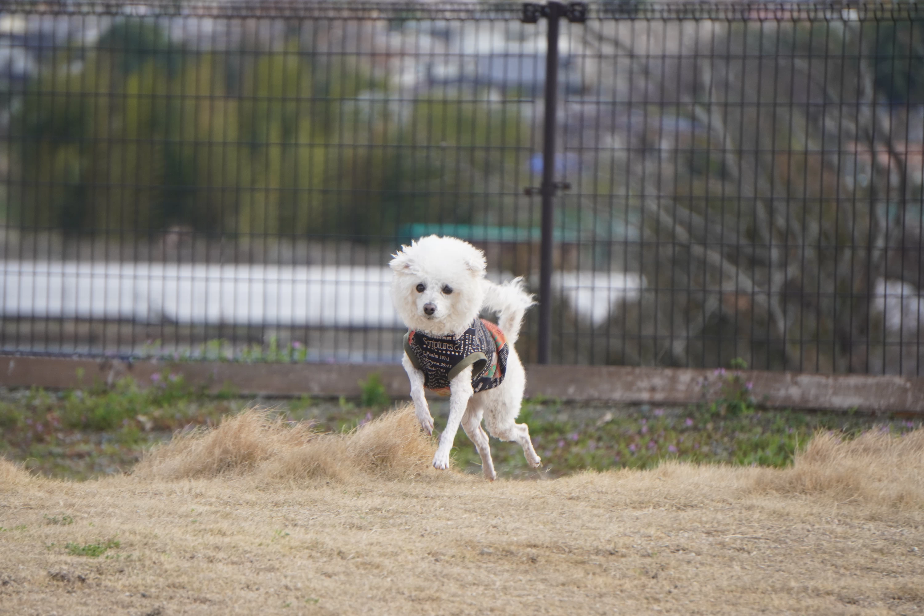 愛犬が楽しめるドッグラン