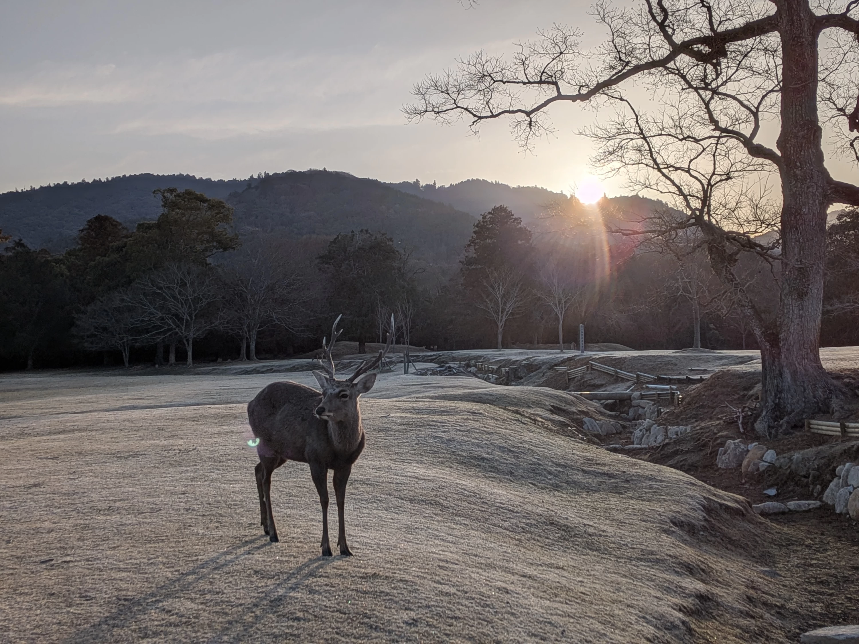 1300年以上守られてきた「神様の使い」