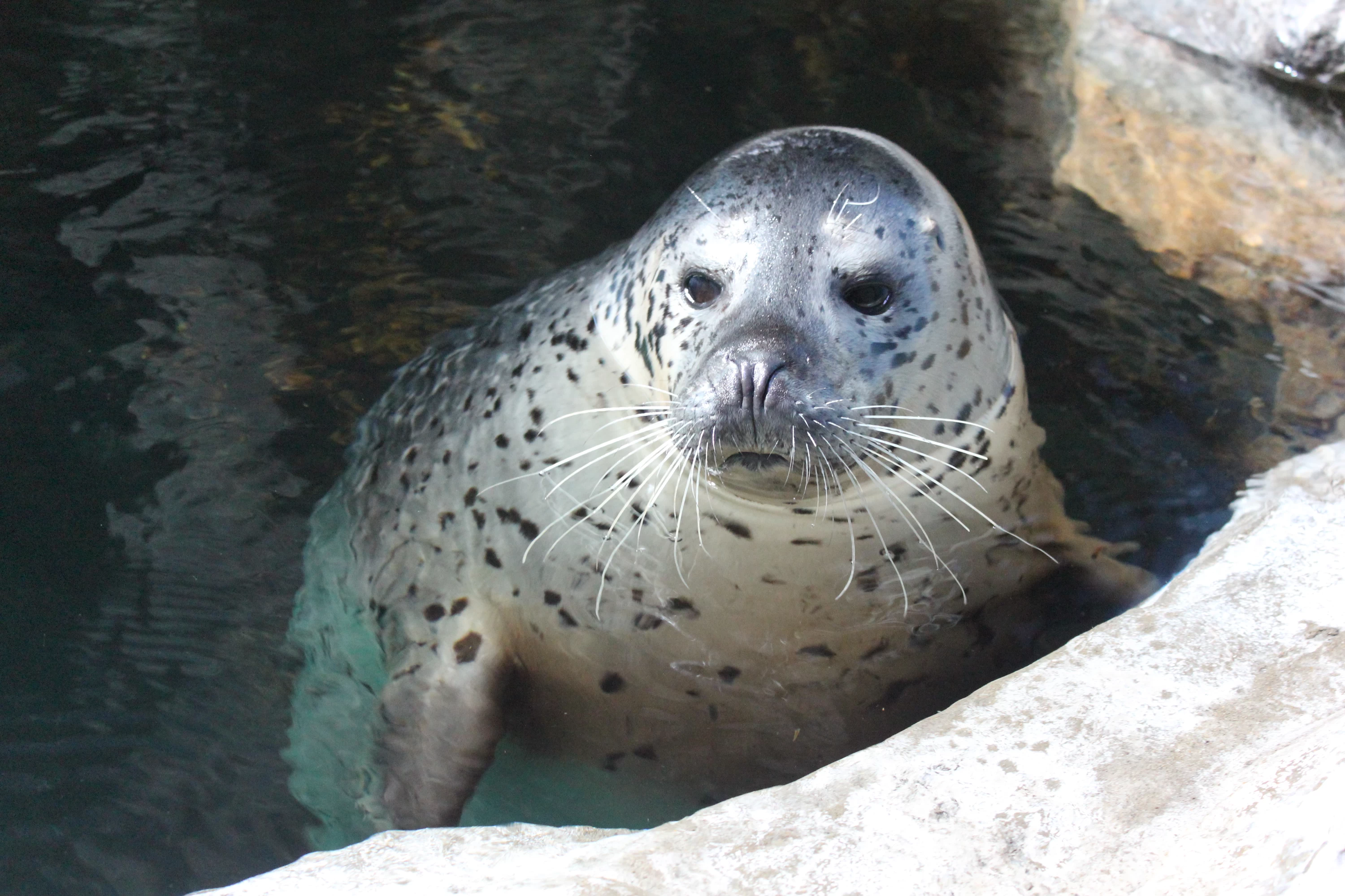 ゴマフアザラシ