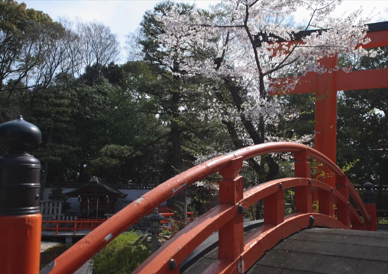 橋と桜