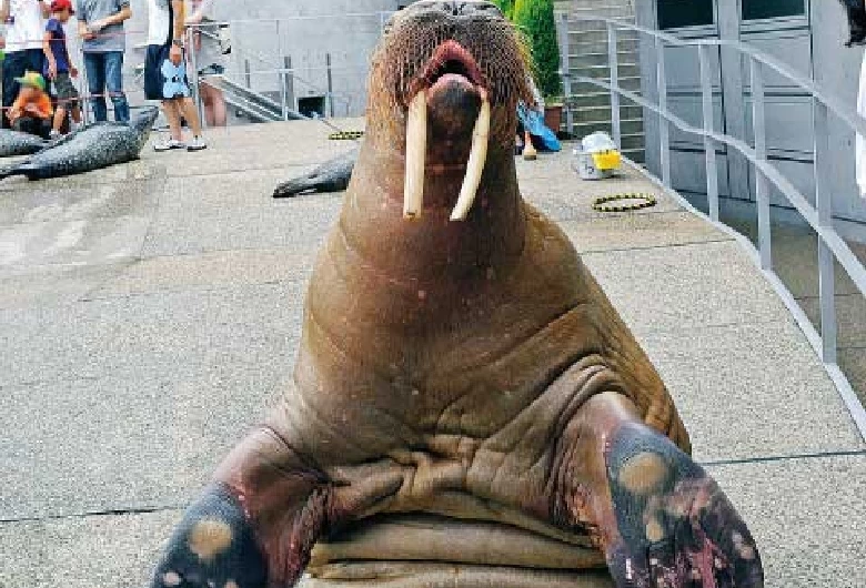 人気者のセイウチ