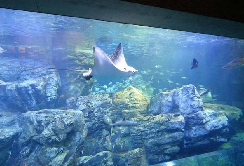 エイの泳ぐ水槽