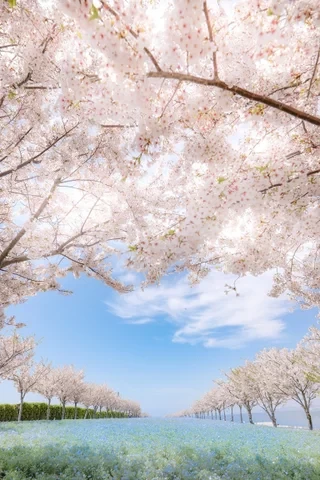 桜コラボゾーン