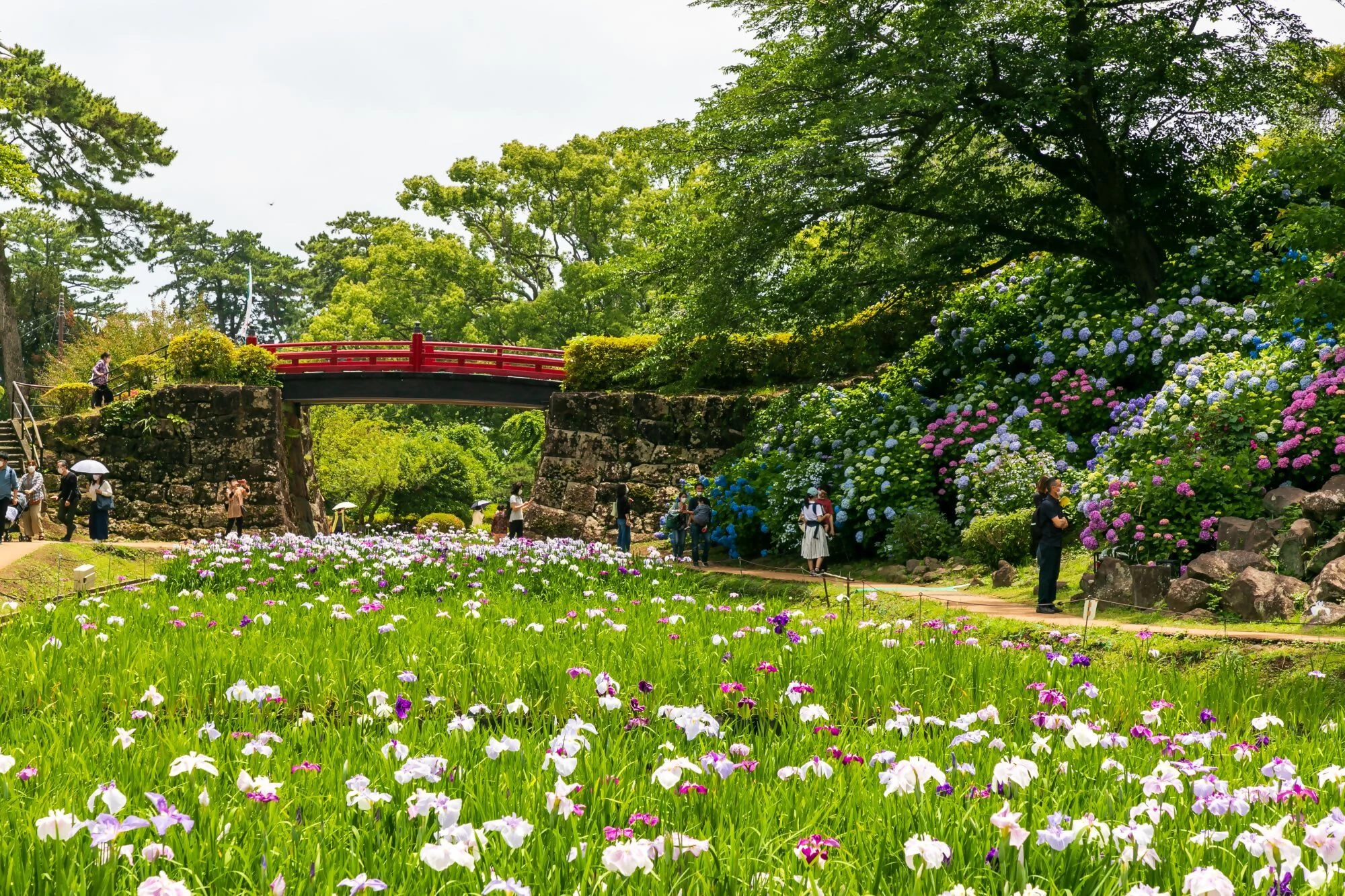 花菖蒲と橋