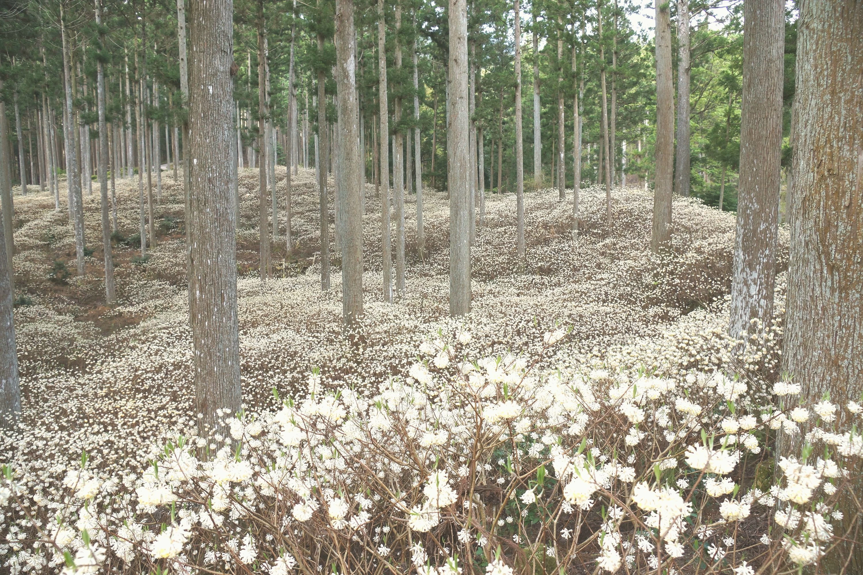 ミツマタ群生地・春