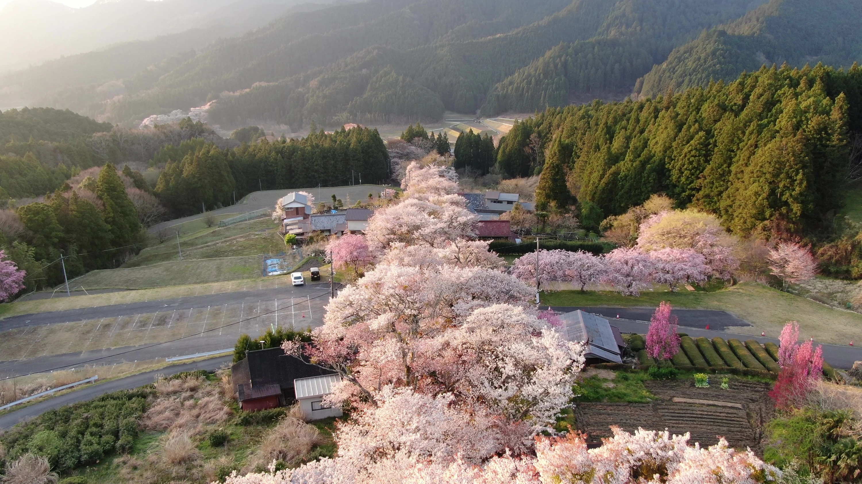 三多気の桜・春