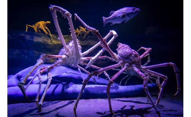 深海大水塊水槽のタカアシガニ