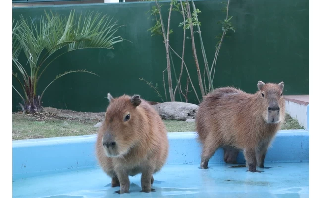 カピバラ