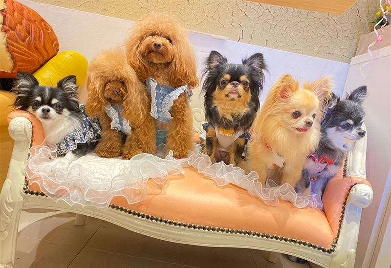 愛犬と一緒にランチ＆ディナー