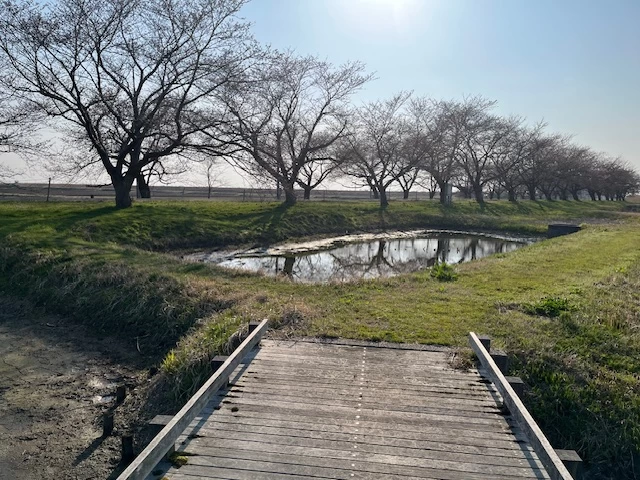 福島潟(現地にて撮影)