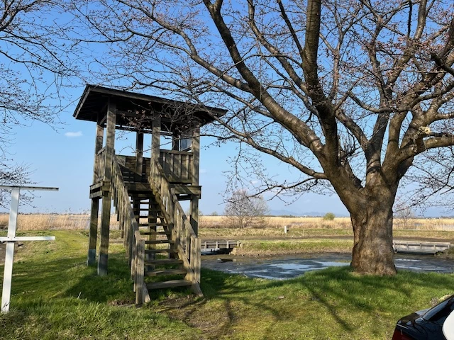 福島潟(現地にて撮影)