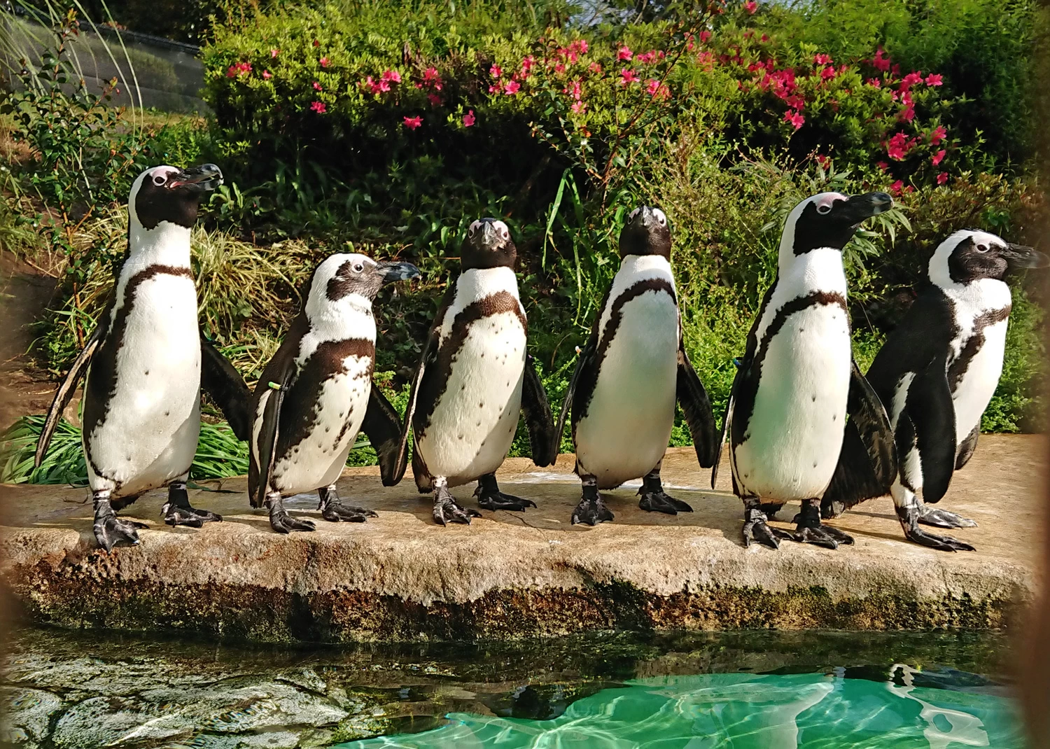 ペンギンの整列