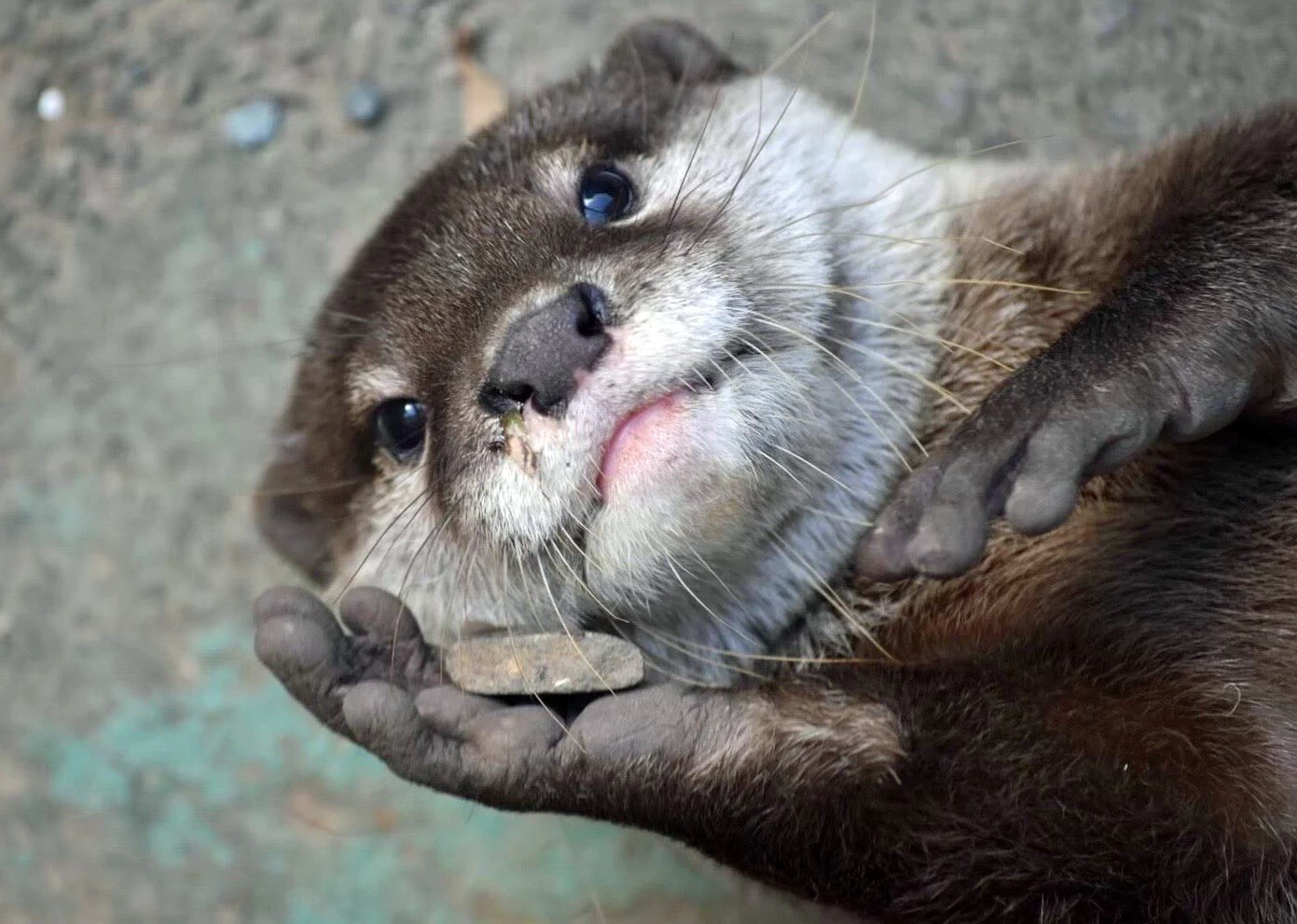 コツメカワウソ