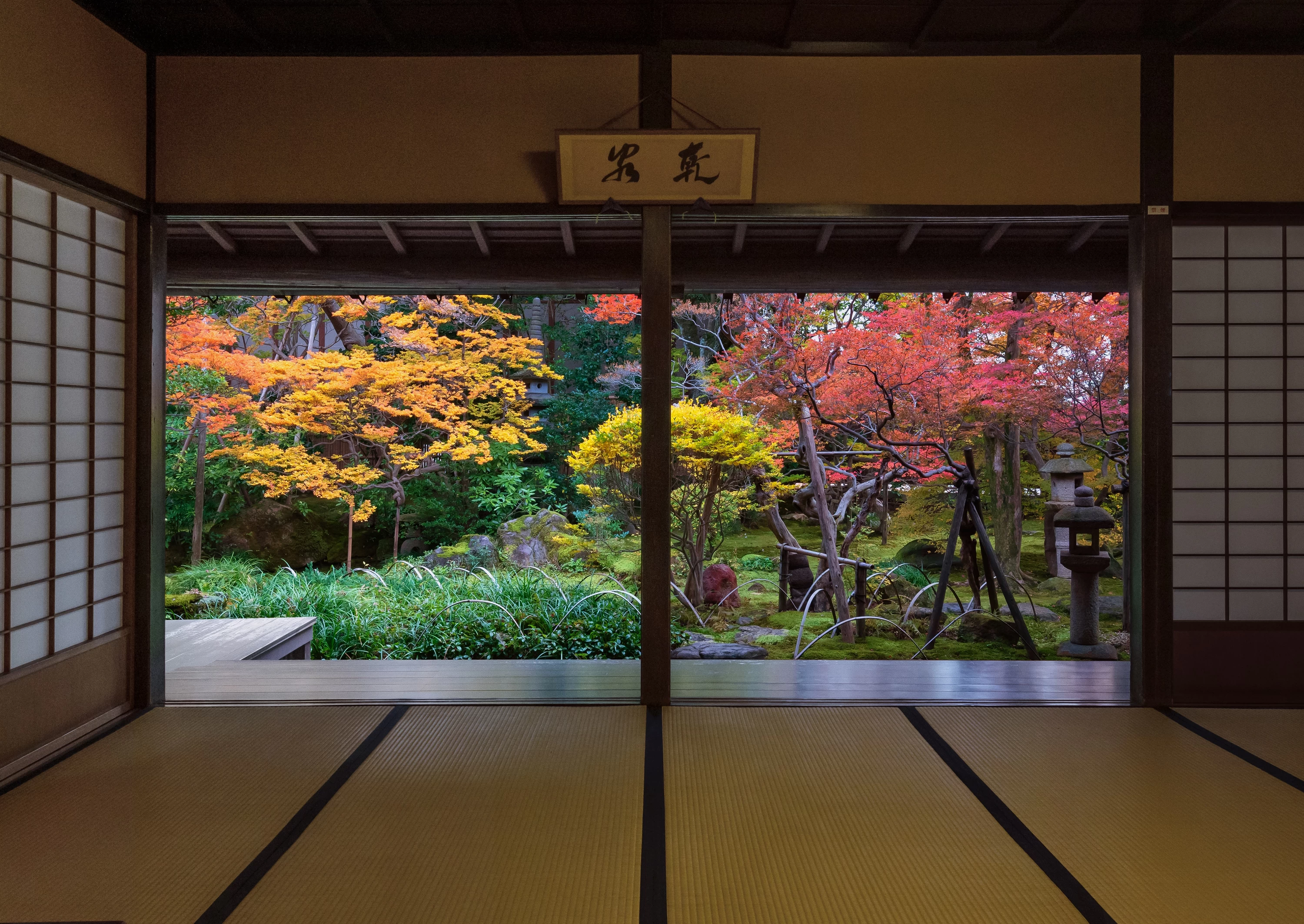 ドウダンツツジの紅葉は11月下旬が見ごろ