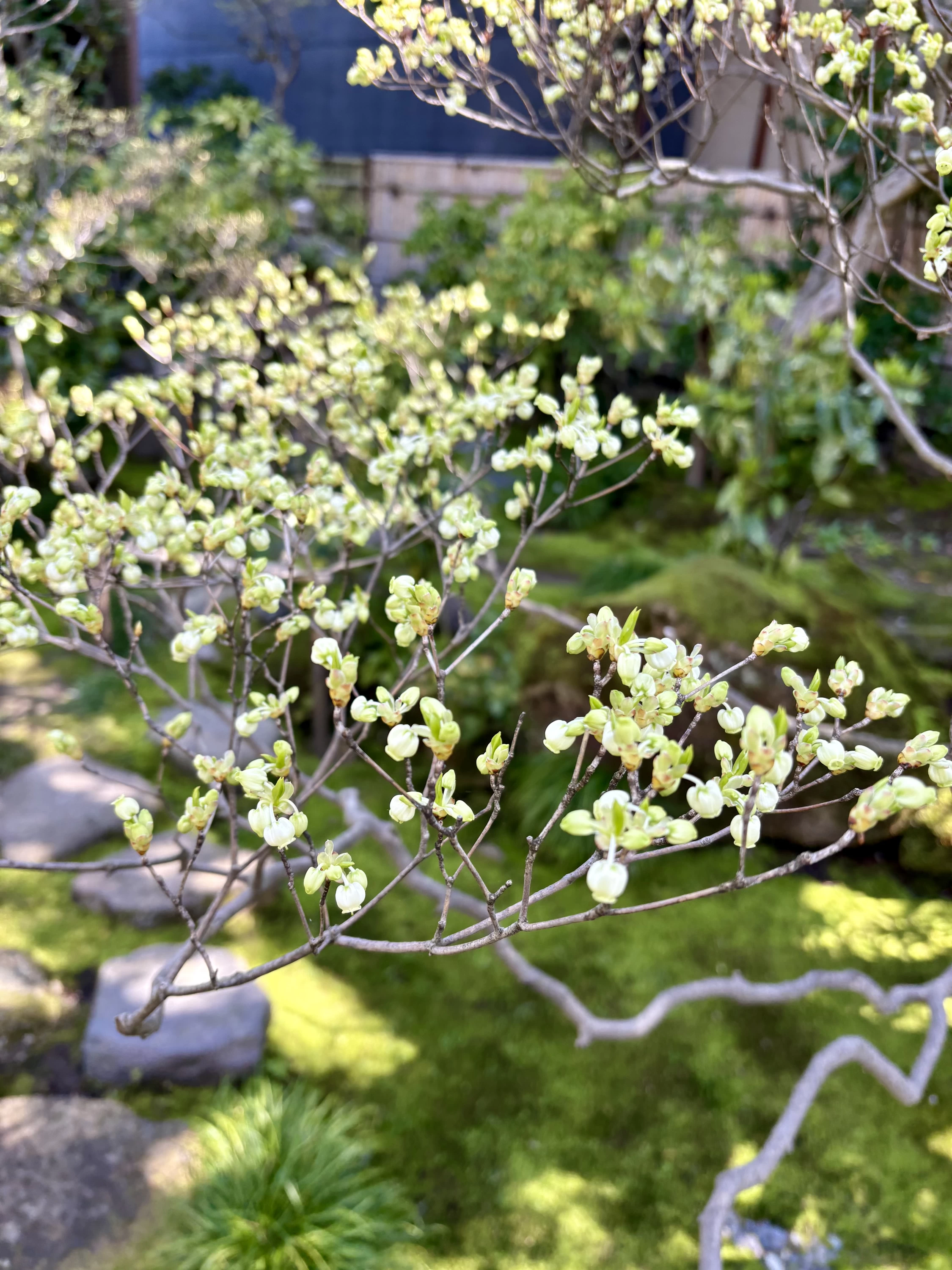 ドウダンツツジの花は4月中旬～下旬が見ごろ
