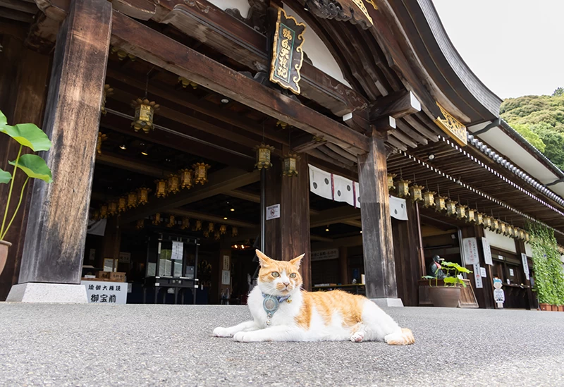 “厄除け猫”として親しまれている看板猫