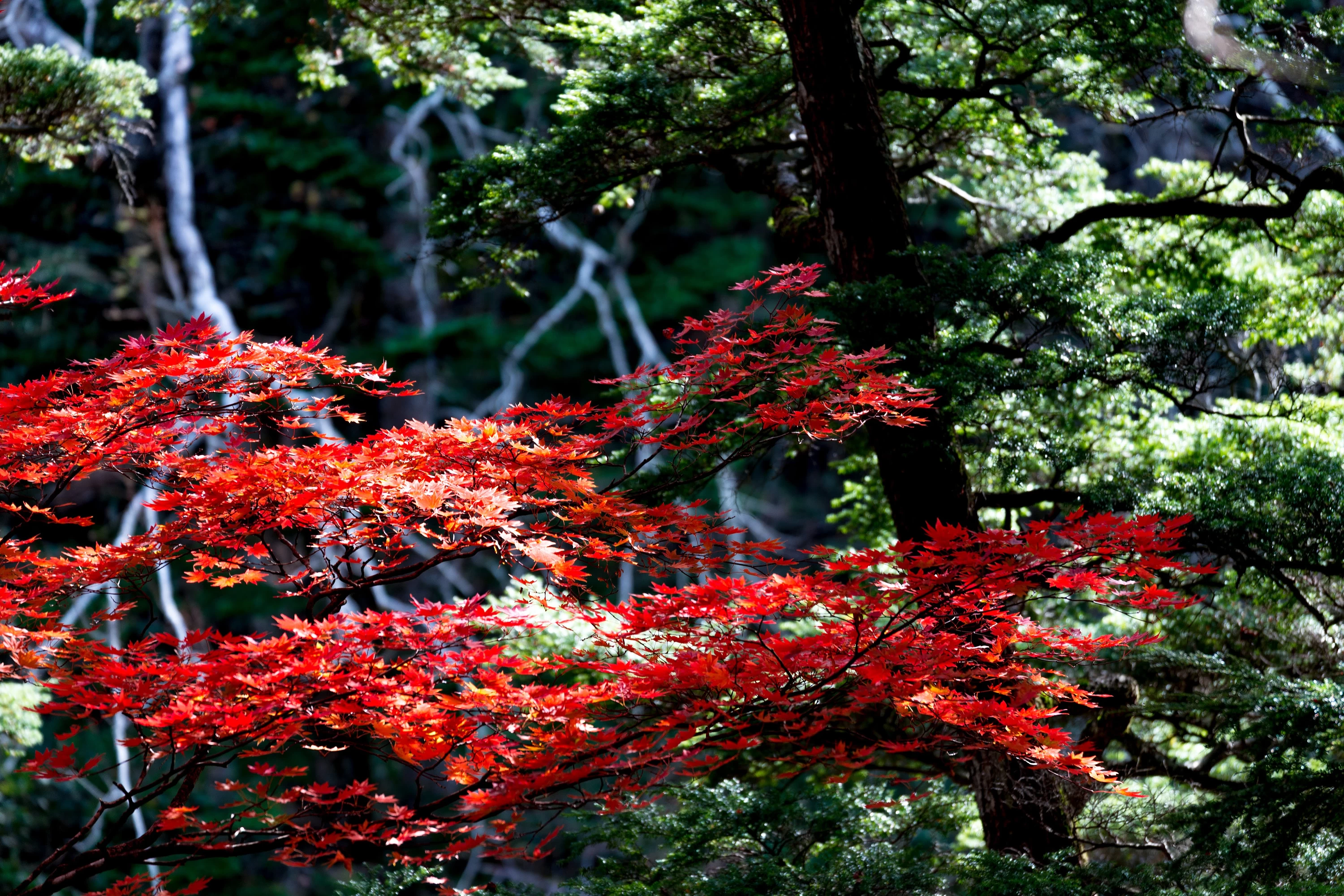 紅葉も楽しめる