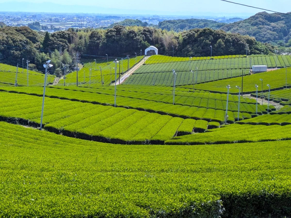 茶畑②（現地にて撮影）
