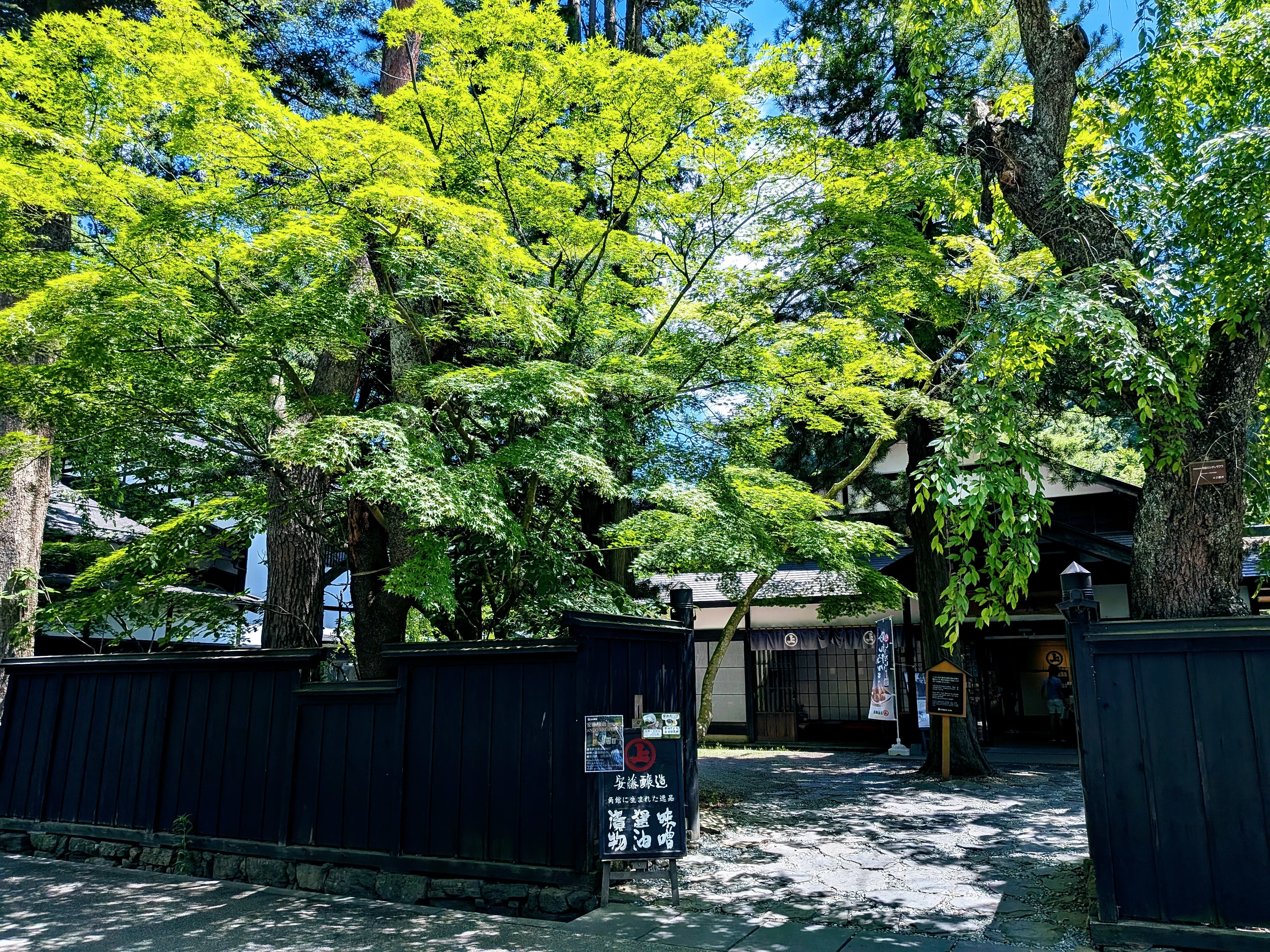 漆黒と緑のコントラストが美しい