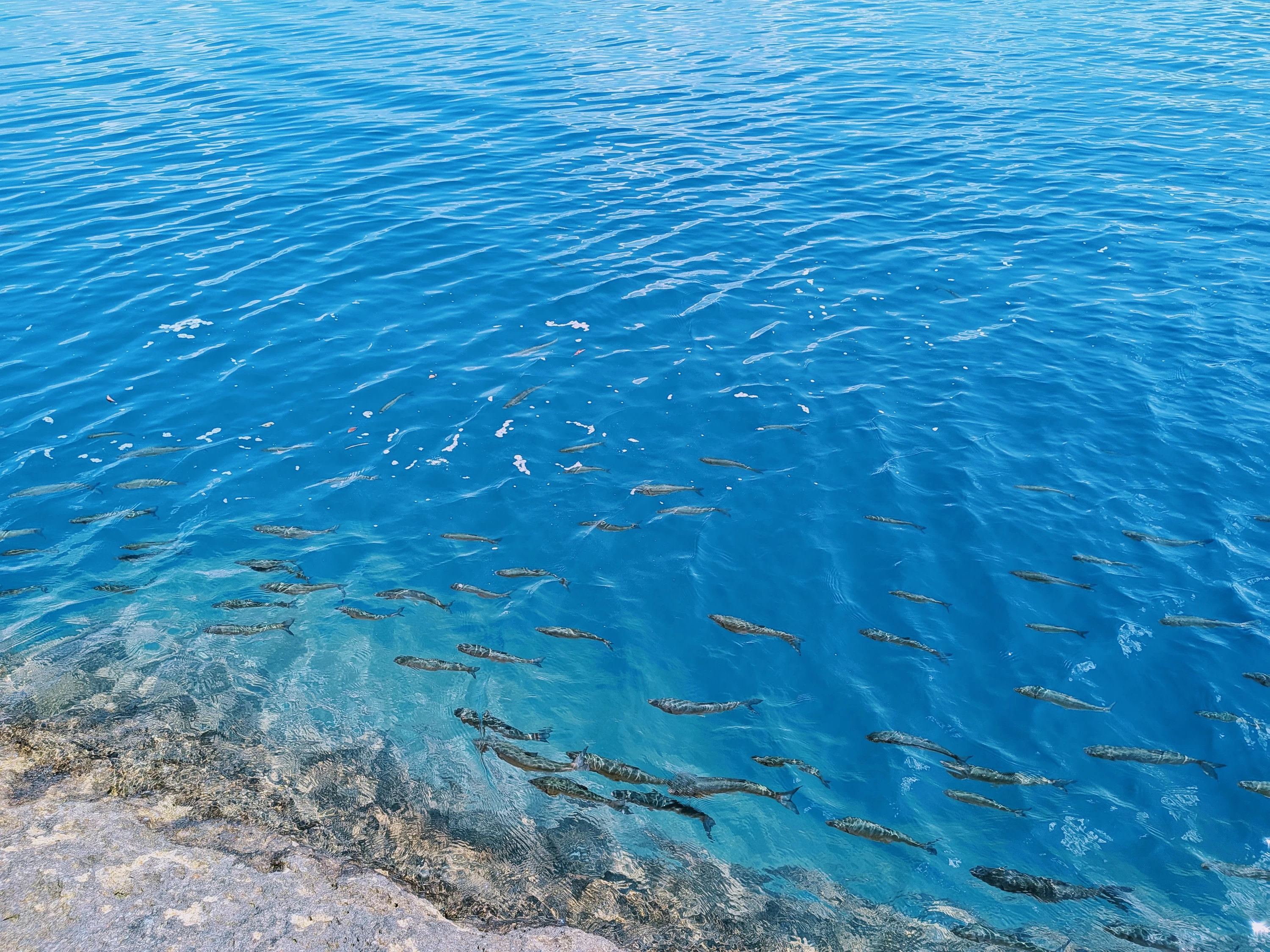とてもきれいな水質で魚も目視できます