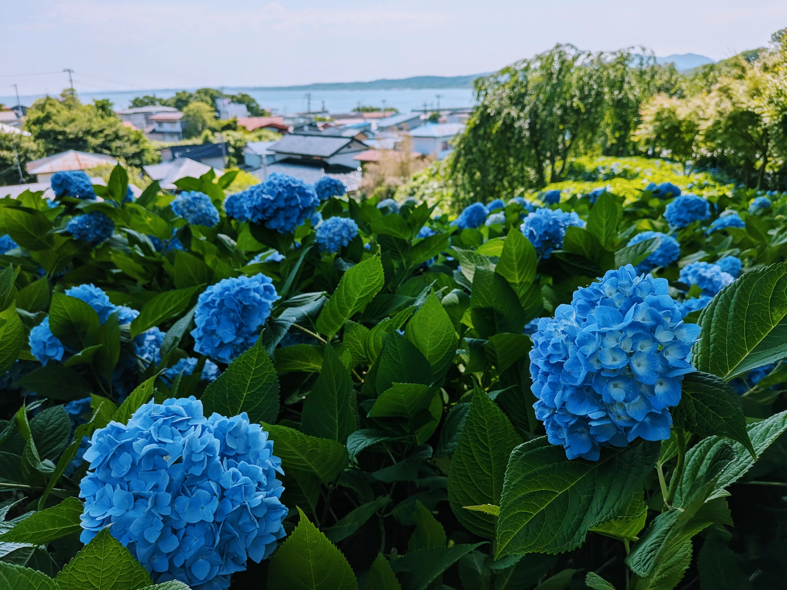 遠くには海も見えます