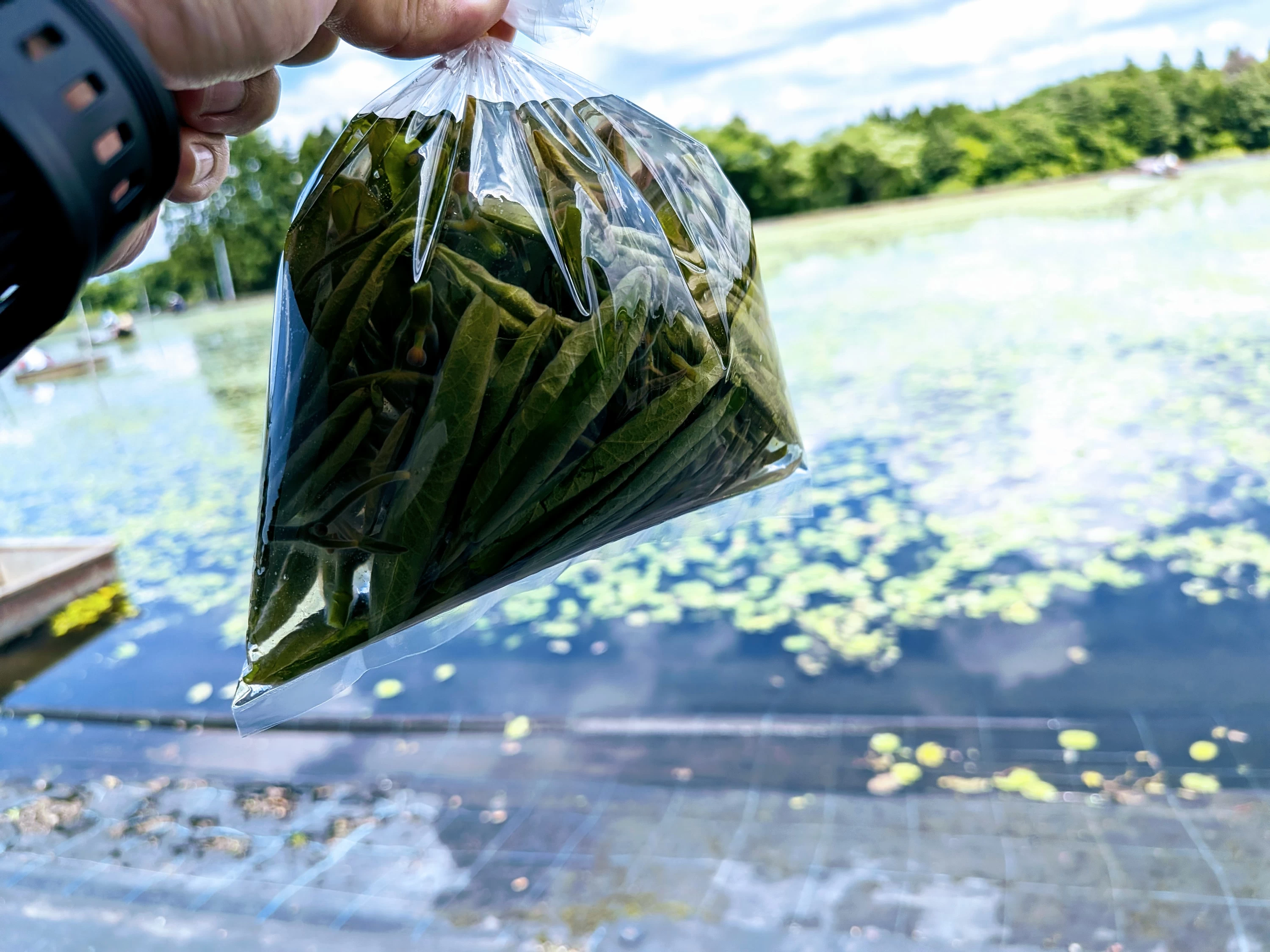 自分で収穫した新鮮なじゅんさいはお持ち帰りOK！