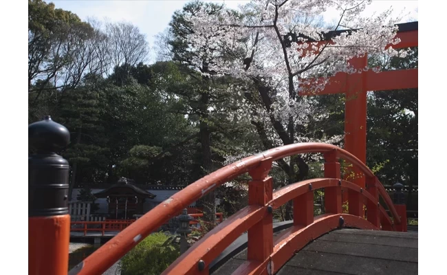 橋と桜