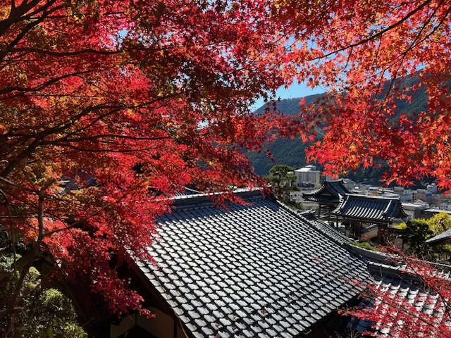 真っ赤に色づく木々