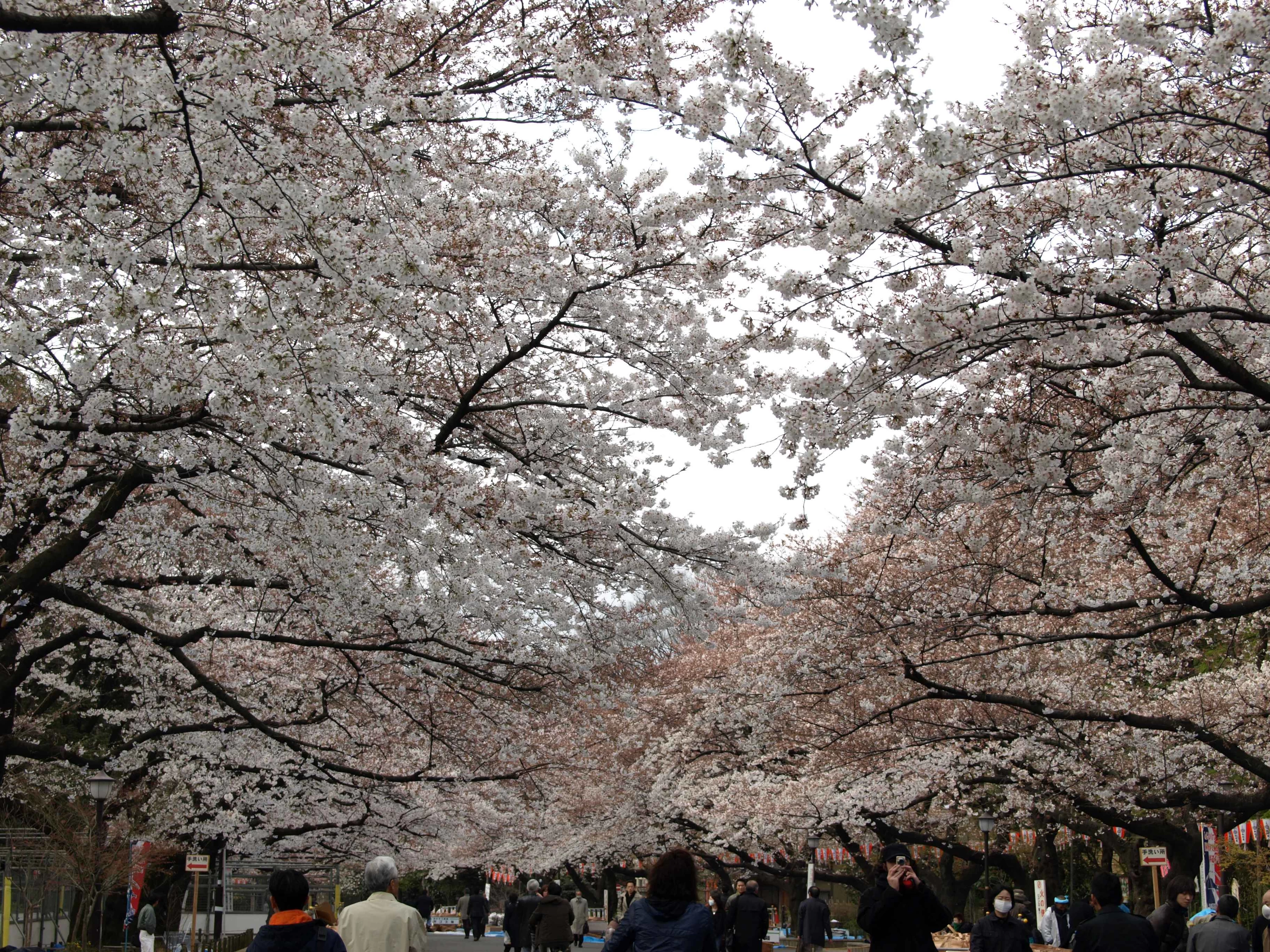 桜通り