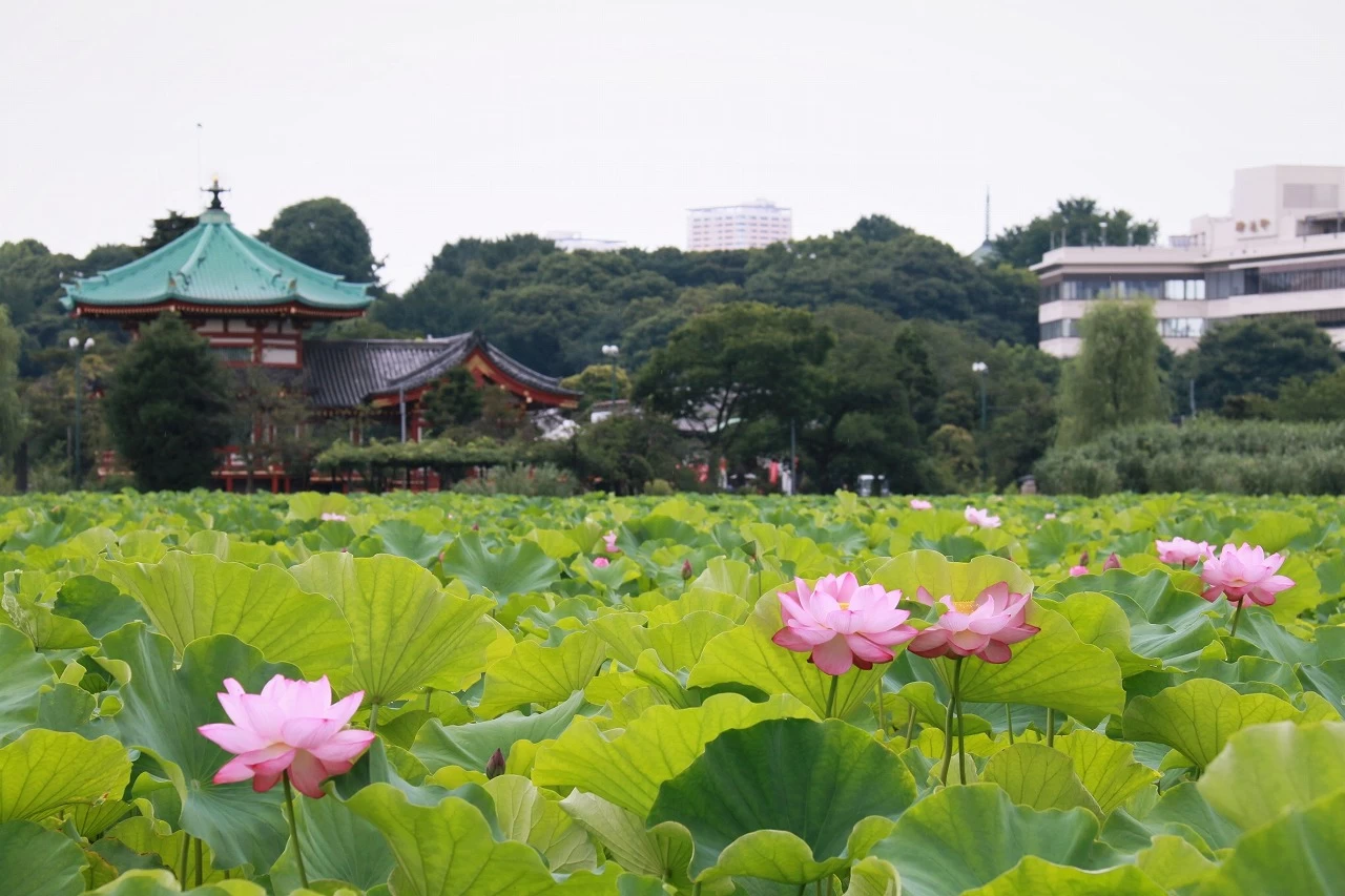 蓮の花が咲いた不忍池
