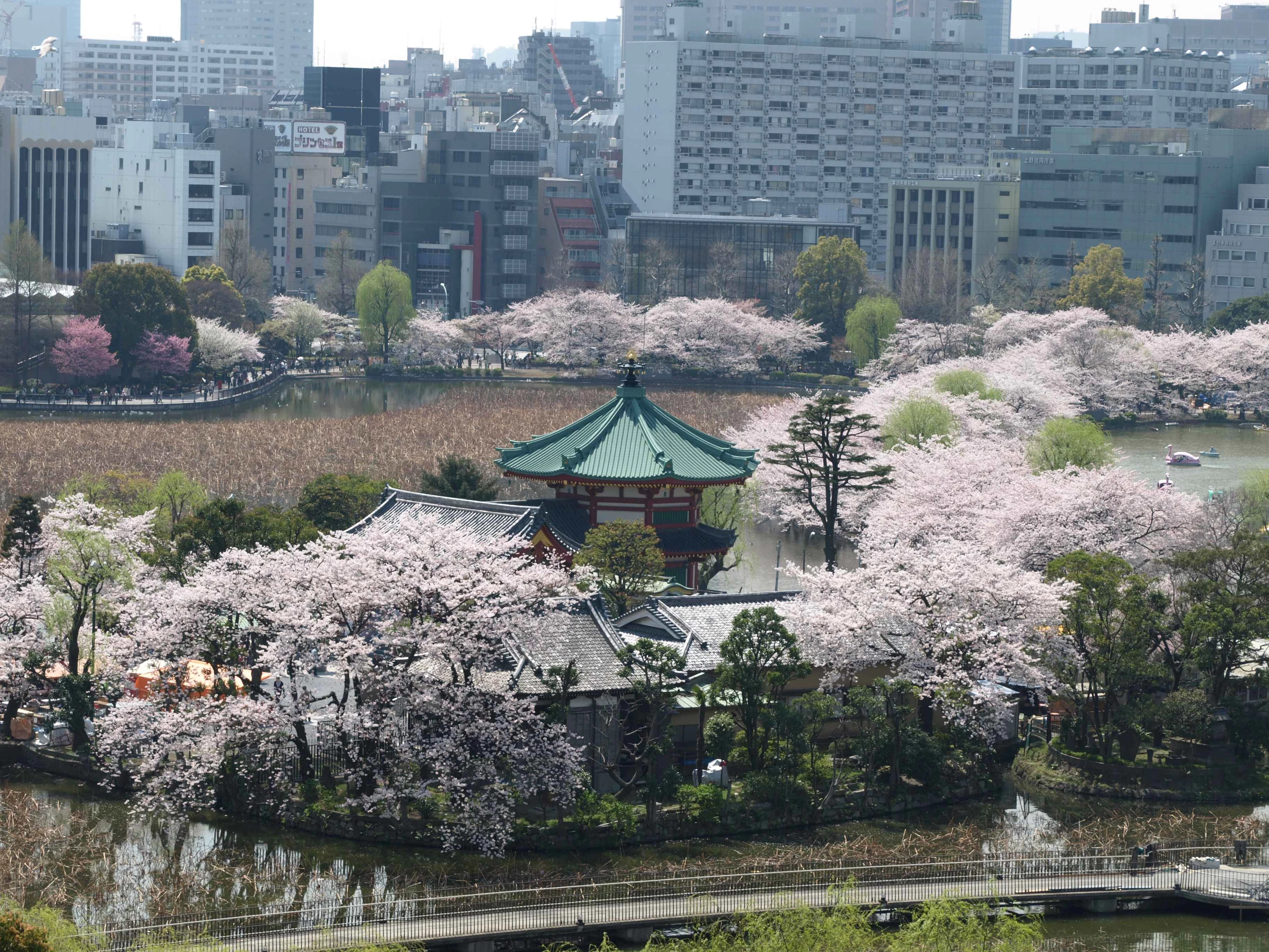 不忍池の桜
