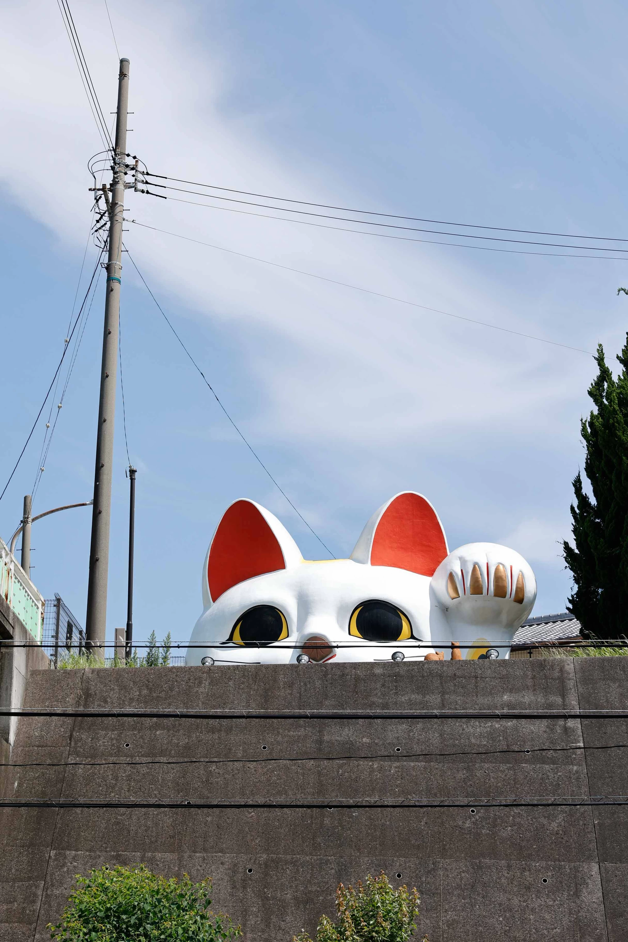 ひょっこりと顔をのぞかせるとこにゃん