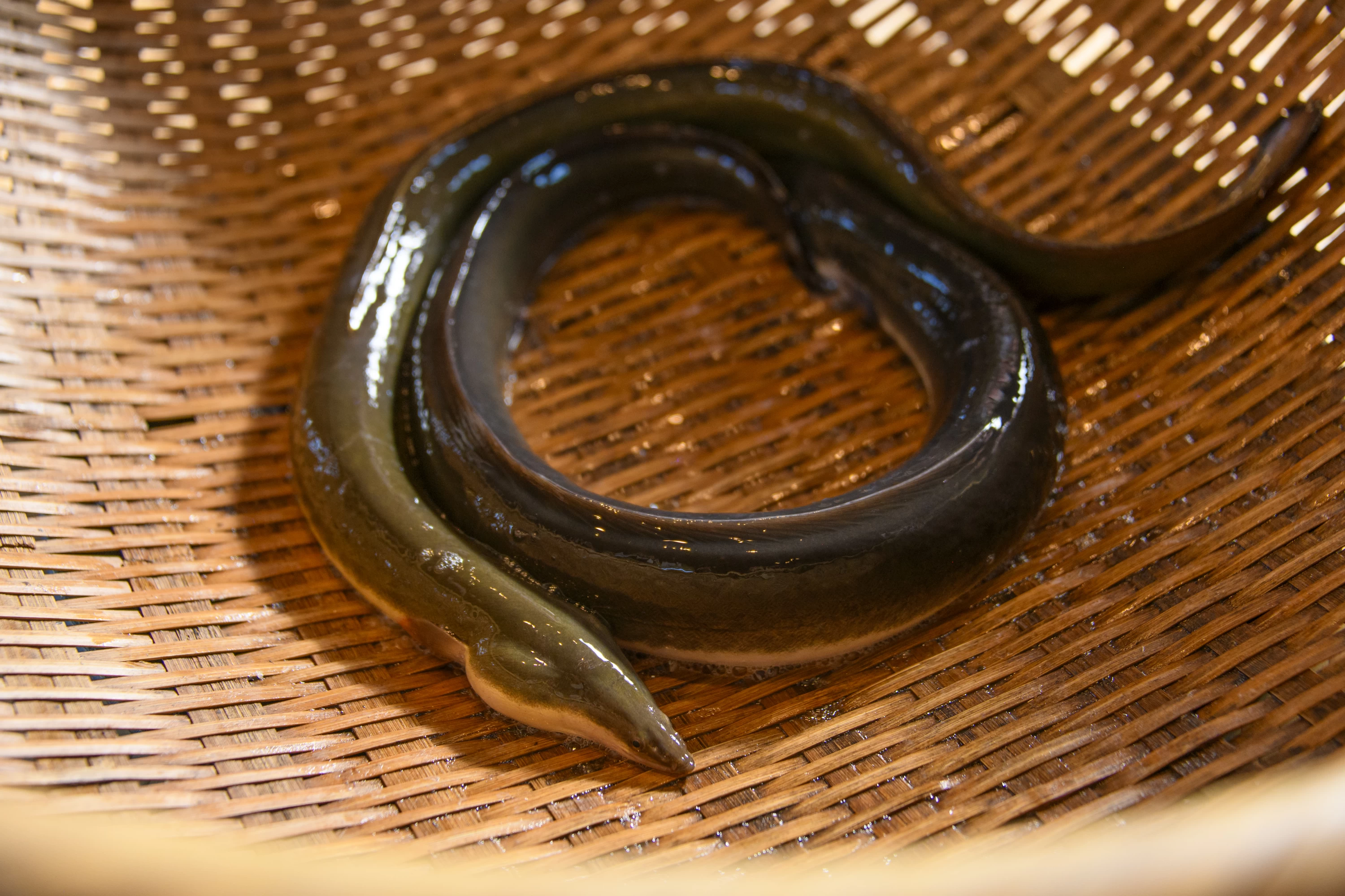 若狭の天然口細青うなぎ(現地にて撮影)
