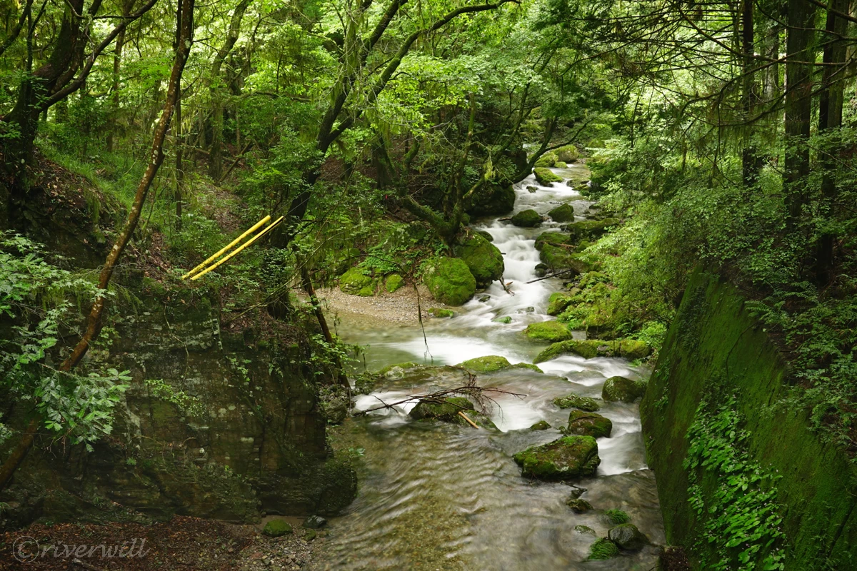 林道沿いの入間川(名栗川)の清流