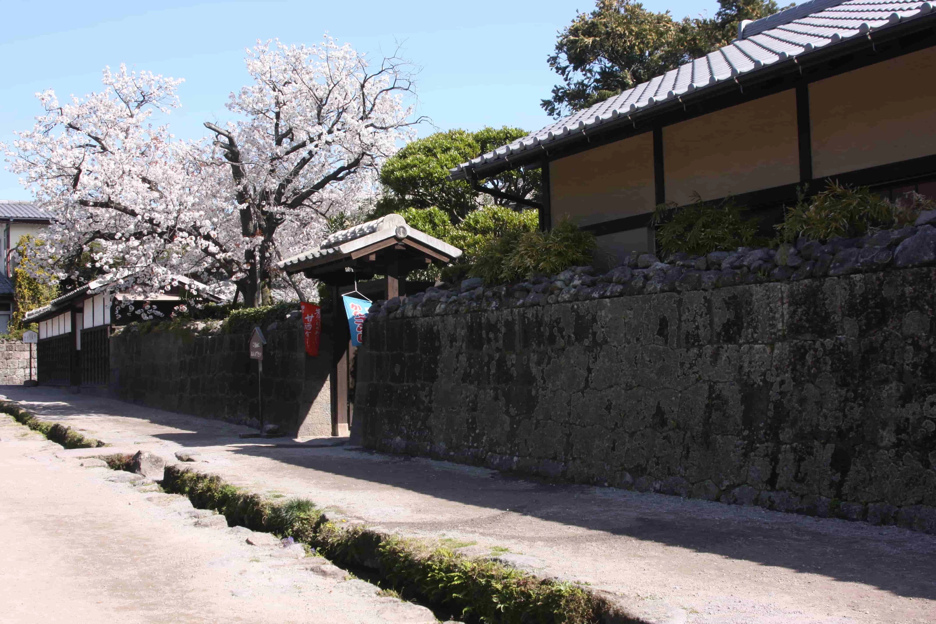 桜の季節①
