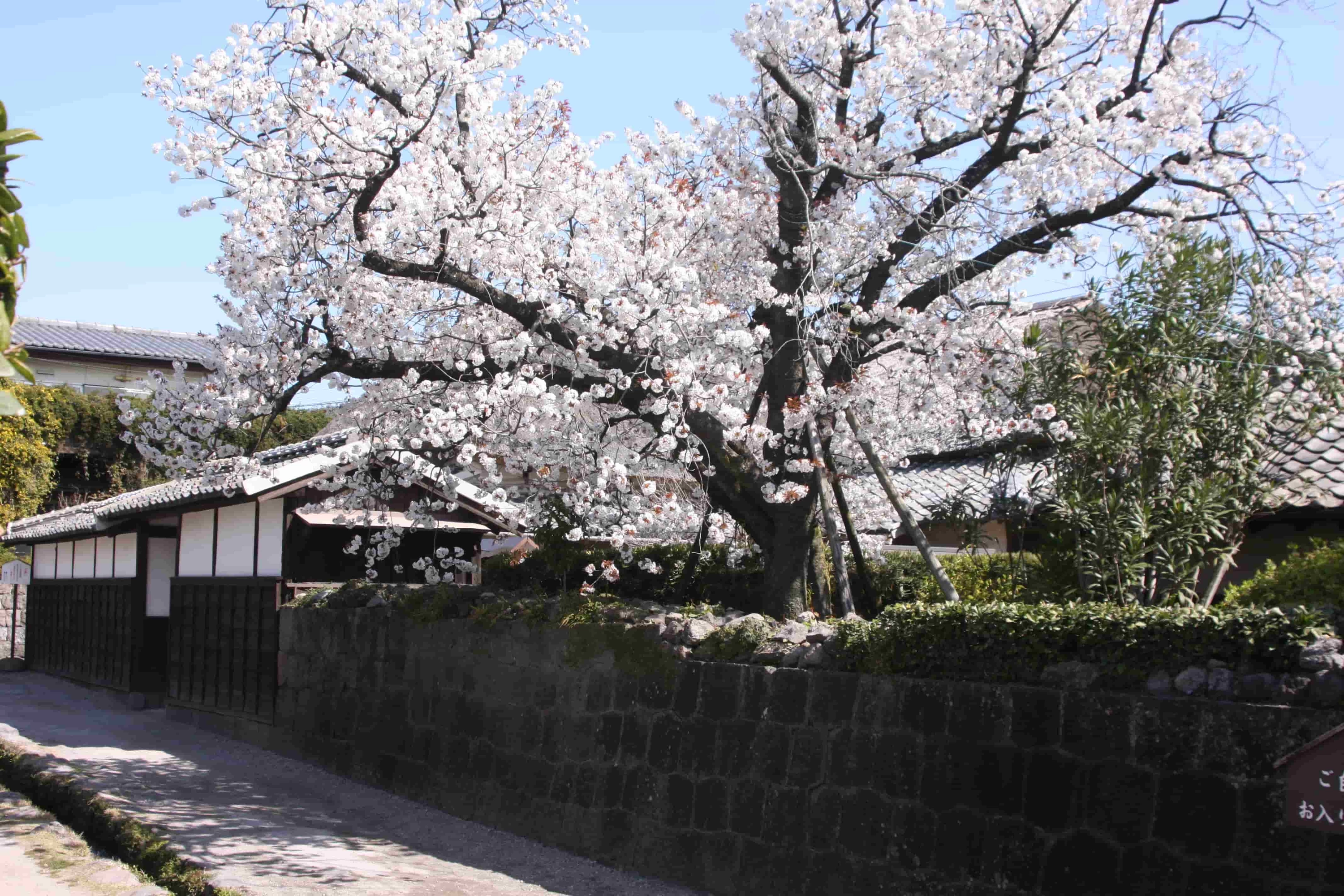 桜の季節②
