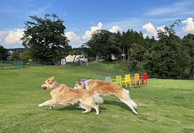 愛犬家に人気の日本最大級のドッグラン施設