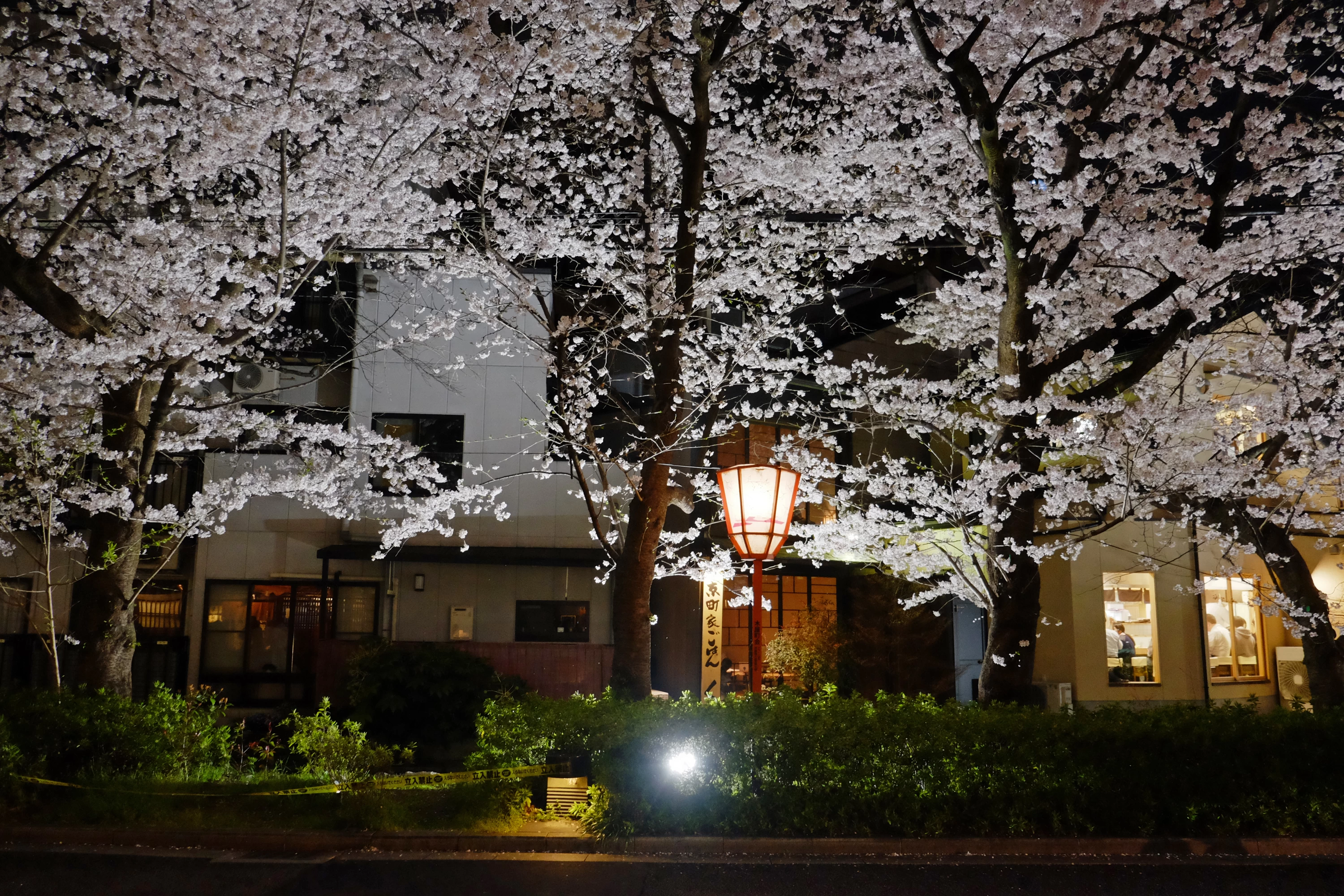 高瀬川沿いの桜