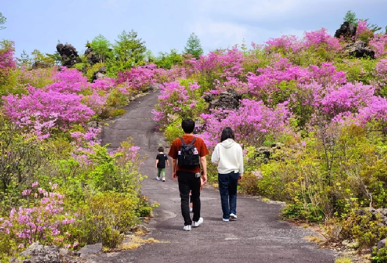 ツツジ咲く鬼押出し園
