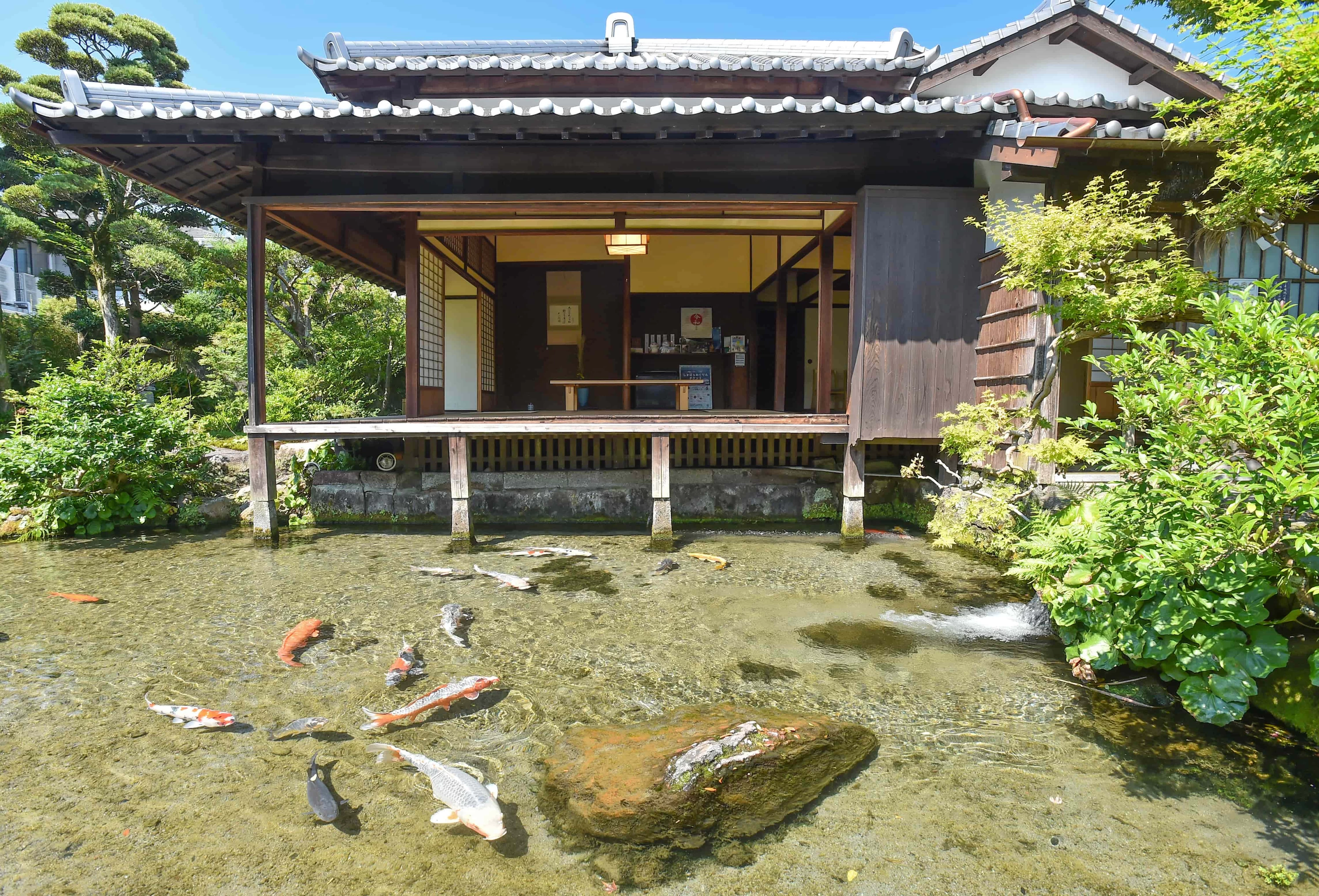 清らかな湧水の中を色鮮やかな鯉が泳ぐ