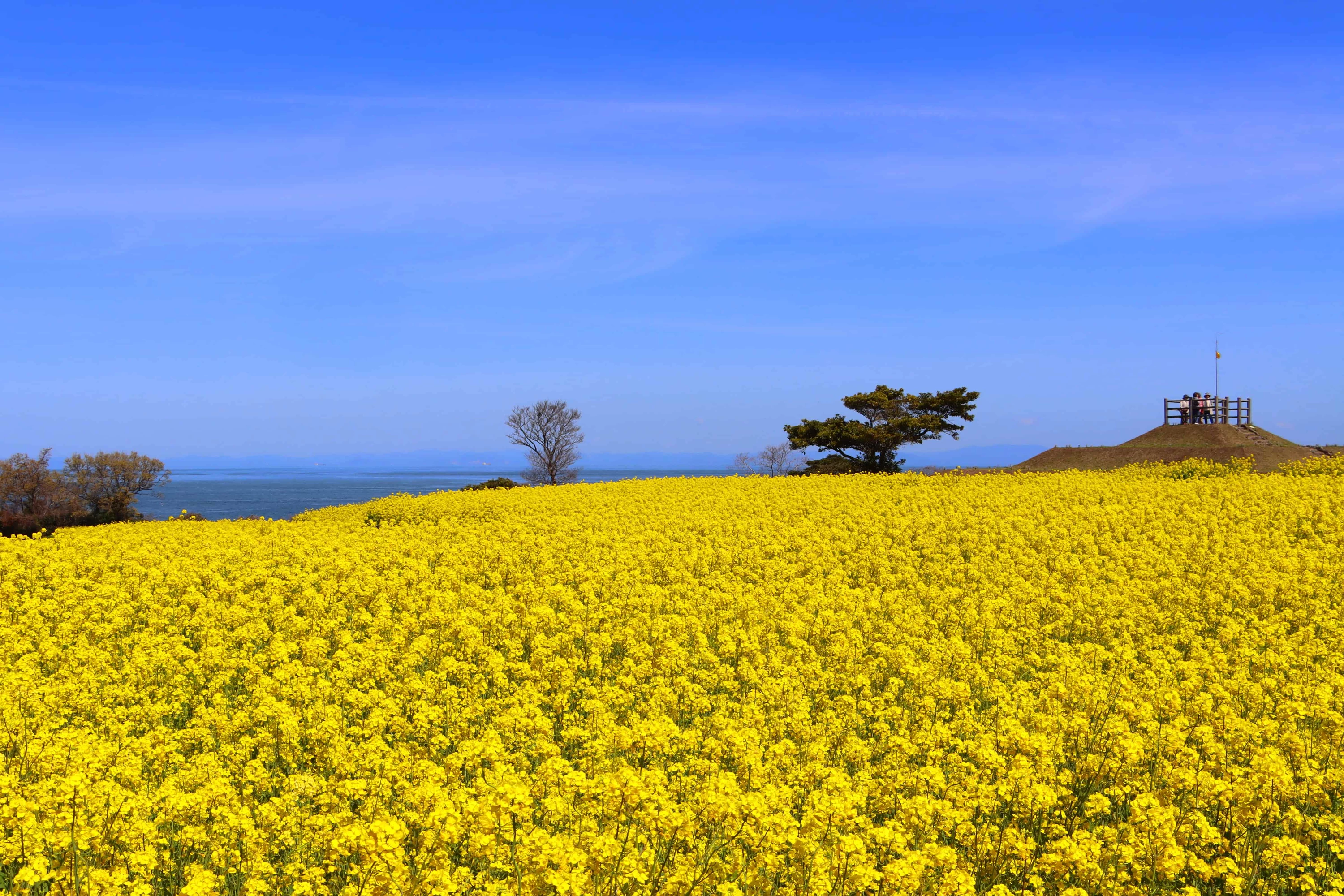 長崎鼻 菜の花