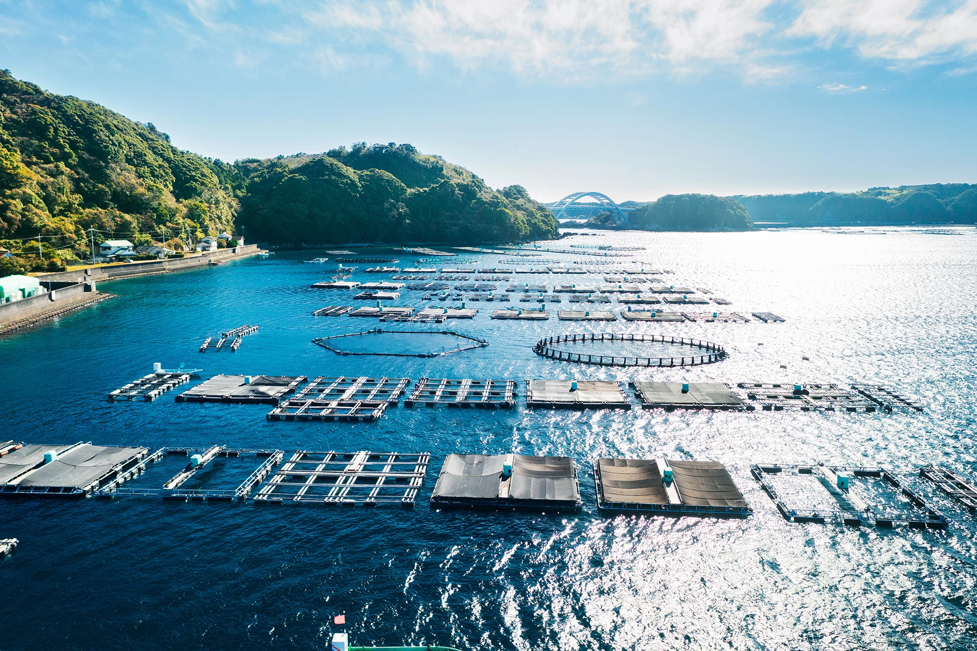 黒潮流れる本州最南端の美しい海と生産地