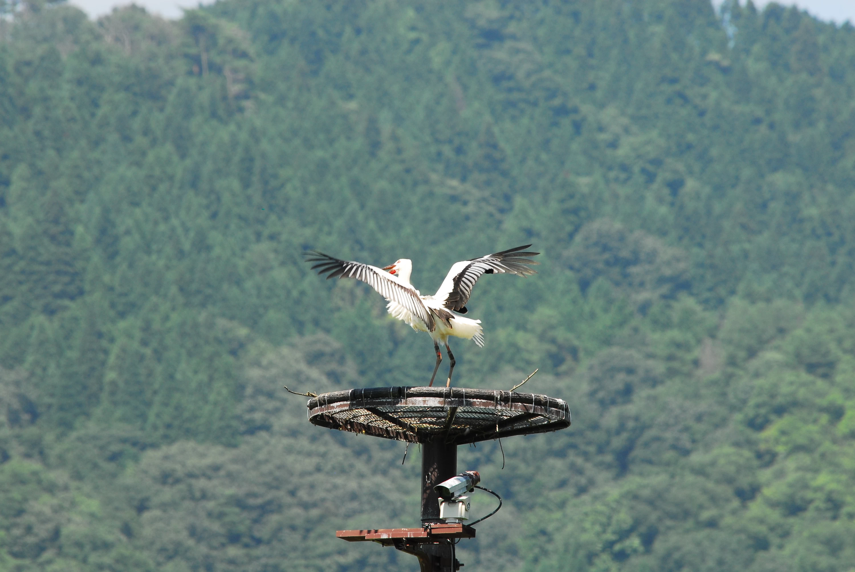 人工巣塔のコウノトリ